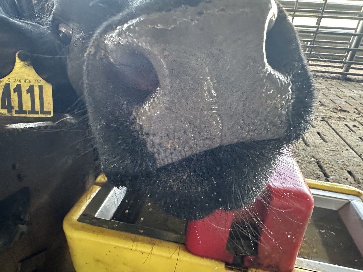 Wondering how to get the most out of culling? Improving genetics by making room for replacements can be beneficial to your herd and profits. Visit the link below to learn more! 
extension.illinois.edu/beef-cattle/cu…