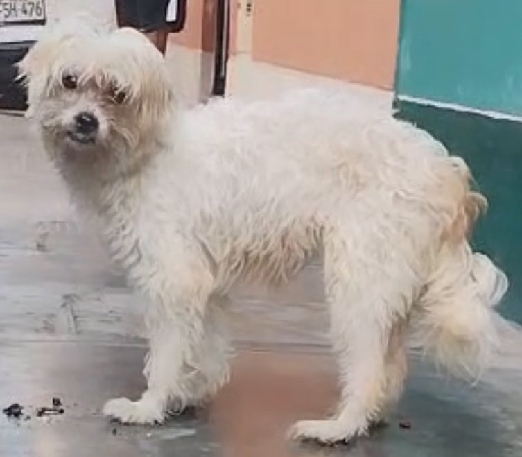 peravi's tweet photo. Siena ella llego con anemia, erliquia, desnutrición y deshidratación
Hoy 3 meses después le toca su sesión de fotitos para su adopción ya estamos en caminadas
#elamortransforma 🩷 https://t.co/HjA8pkVUVI