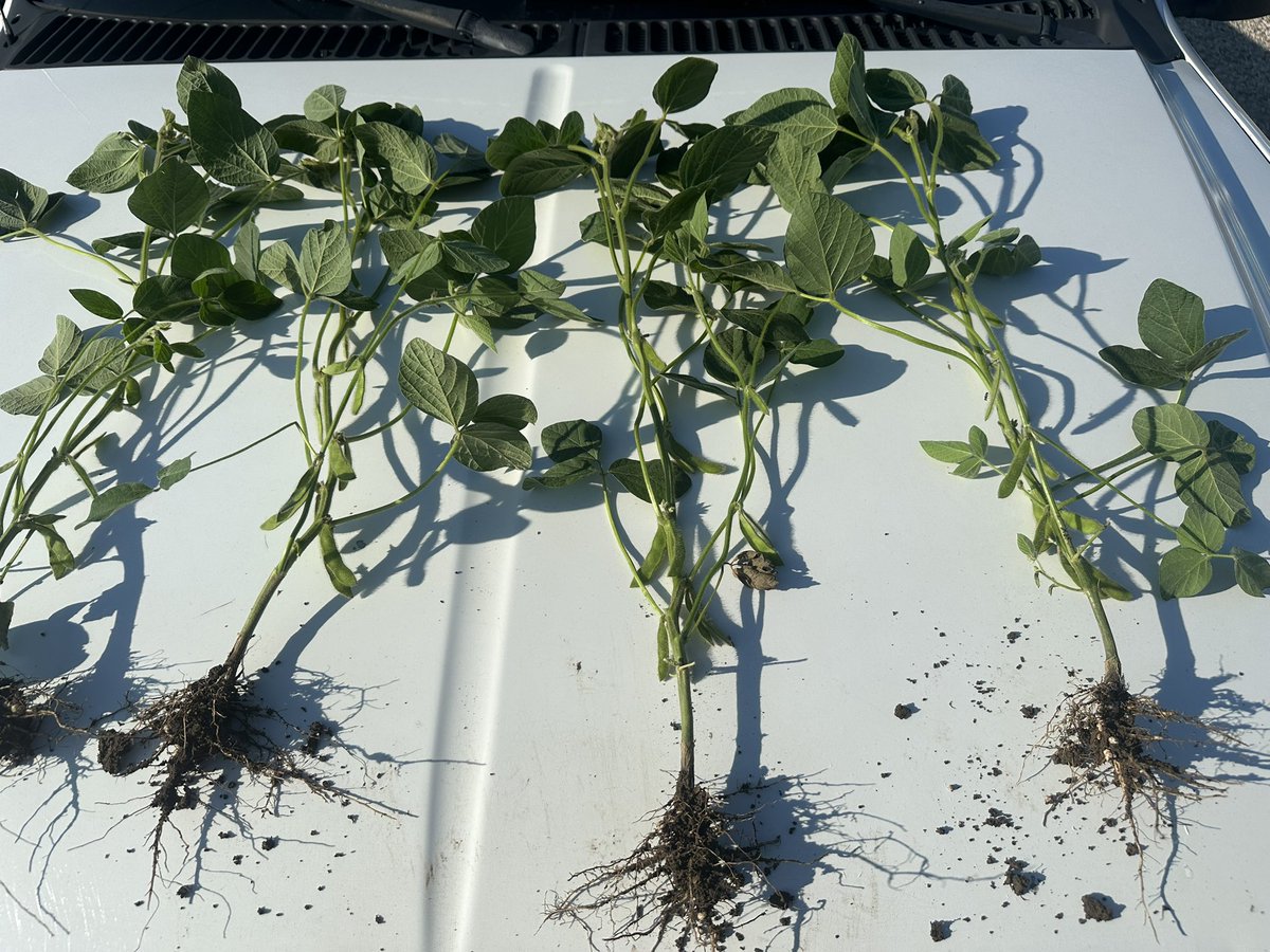 Early beans trucking along after this weeks rain.