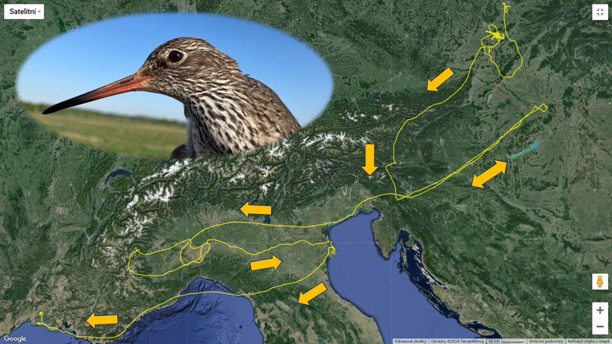 It's summer, and migratory birds are already on the move! Thanks to detailed GPS tracking, we can admire their complex journeys and gain crucial insights into their habitat use.

Look at the trajectory of a #CommonRedshank ringed in 🇨🇿 this spring, now in Camargue 🇫🇷 | #HABITRACK