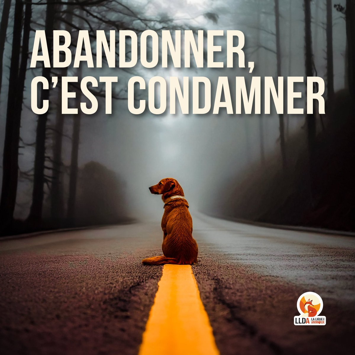 Actu Ligue 1 tweet media