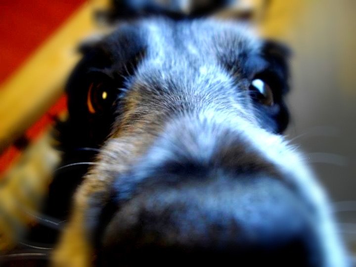 DanielSalliss's tweet photo. This week we said goodbye to Ella. Loved by four generations of our family, a wonderful dog and we'll really, really miss her. https://t.co/epIk67oKCq