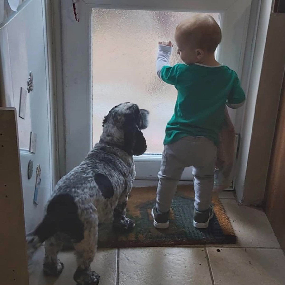 DanielSalliss's tweet photo. This week we said goodbye to Ella. Loved by four generations of our family, a wonderful dog and we'll really, really miss her. https://t.co/epIk67oKCq