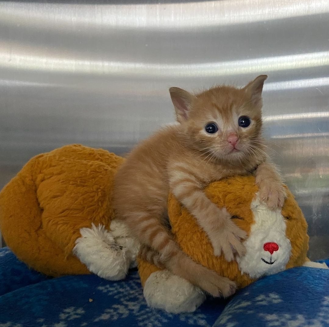 Catsillyness's tweet photo. His bed https://t.co/WqToMCpdQj