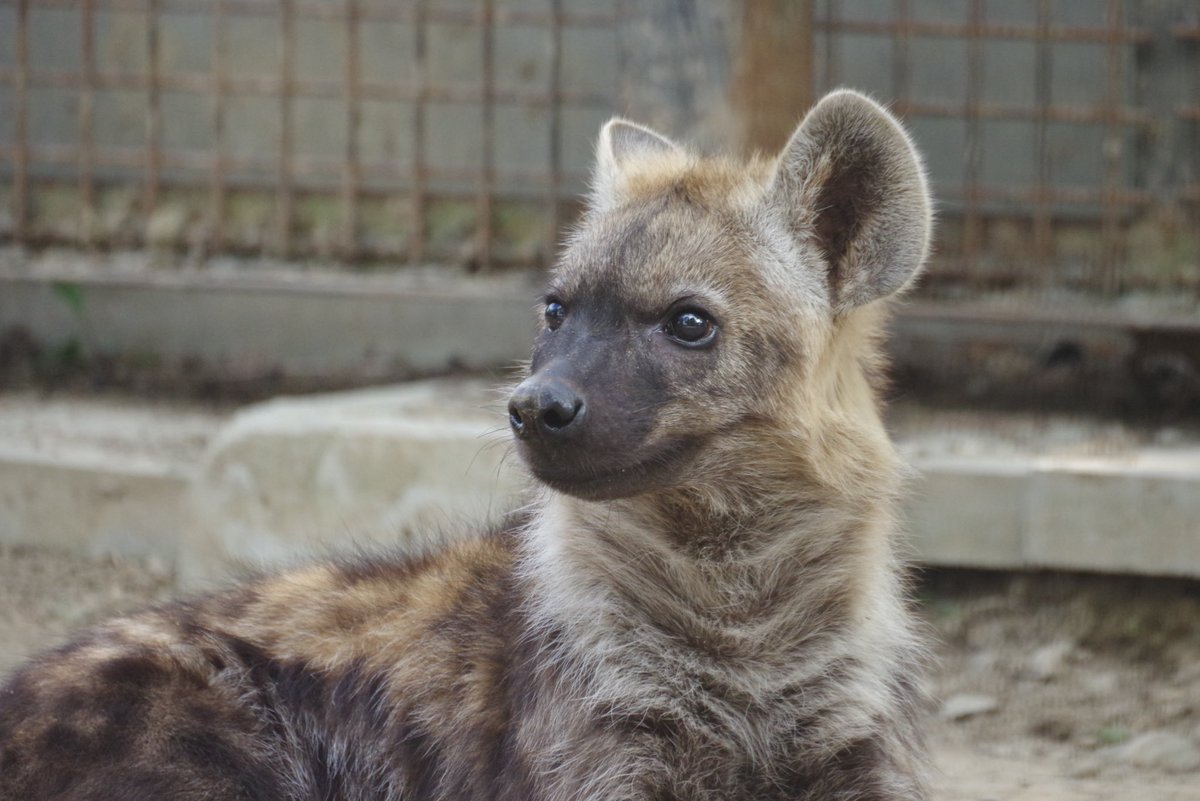 ㊗️お披露目3周年ハイエナ、ウーピーちゃんでおはようございます

#ブチハイエナ
#ノースサファリサッポロ
#SpottedHyena #Hyena #ハイエナ
#ハイエナ地位向上委員会