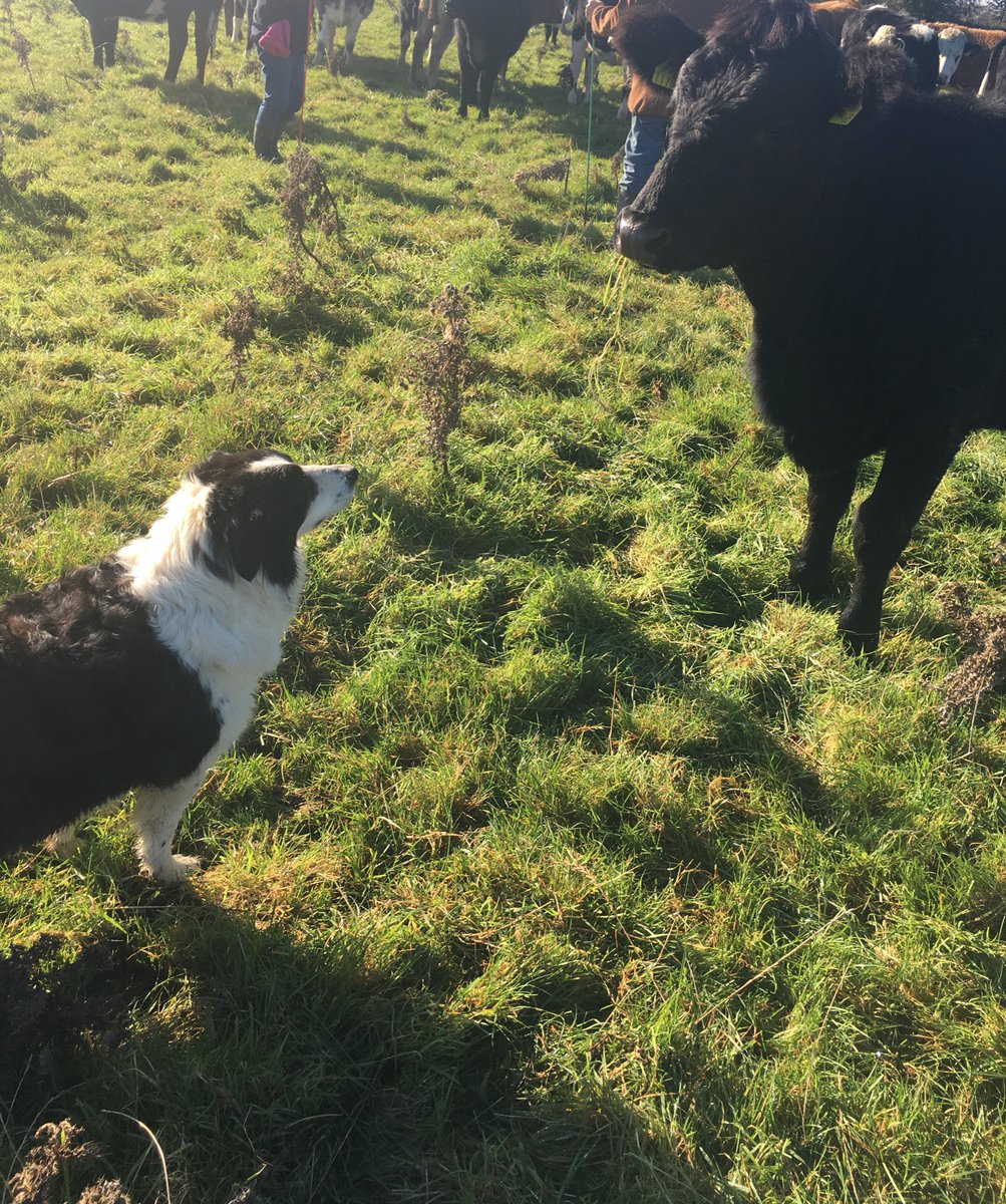 It’s been a sad week this week with losing Ted. A wonderful friend to spend each day around the farm with who was as silly as she was hard working. Here’s your reminder to appreciate your pets!