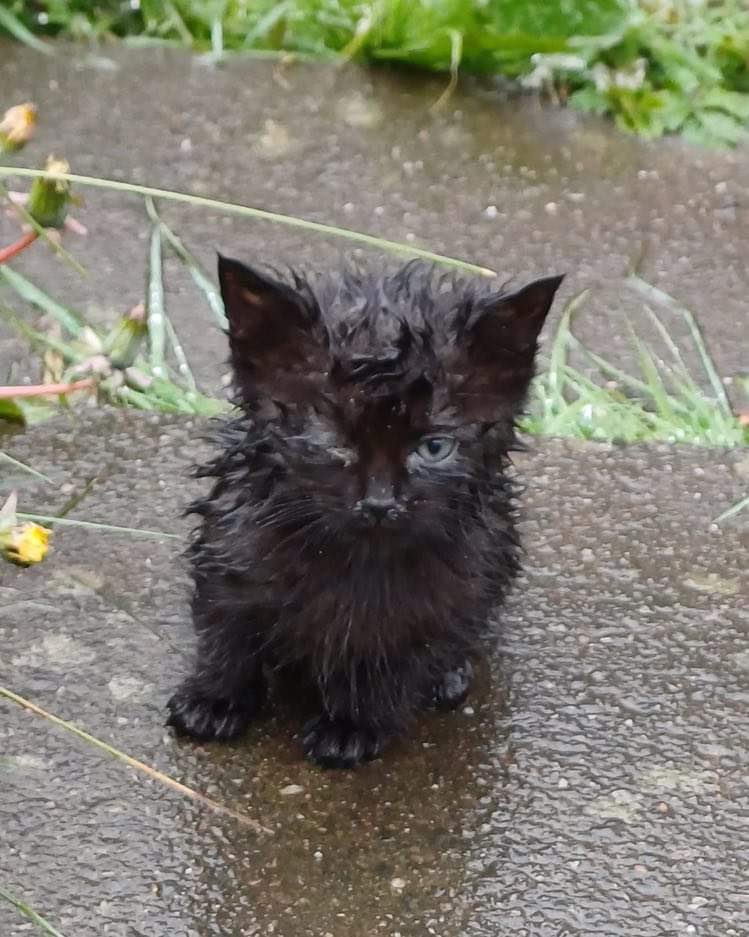 Kings Heath Cat Rescue tweet media