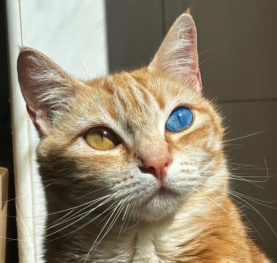 smol silly cat tweet media