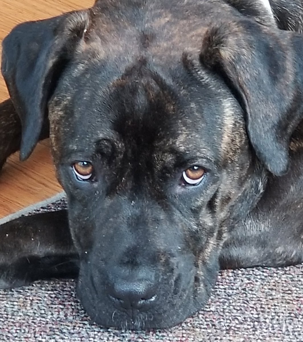 Leeevan84442449's tweet image. Ruby is home and is doing very well. And we want to thank everyone again for the kindness you have all given us it means the world to us. All the positive energy is so awesome! We hope you all have a funtastic and safe weekend friends!