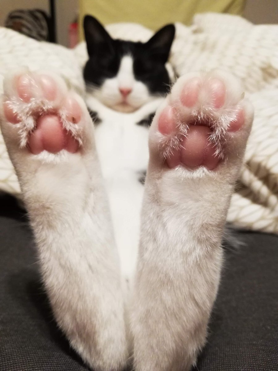 CHIIkun_cat's tweet photo. 足の裏 https://t.co/Blpt0jUFXa