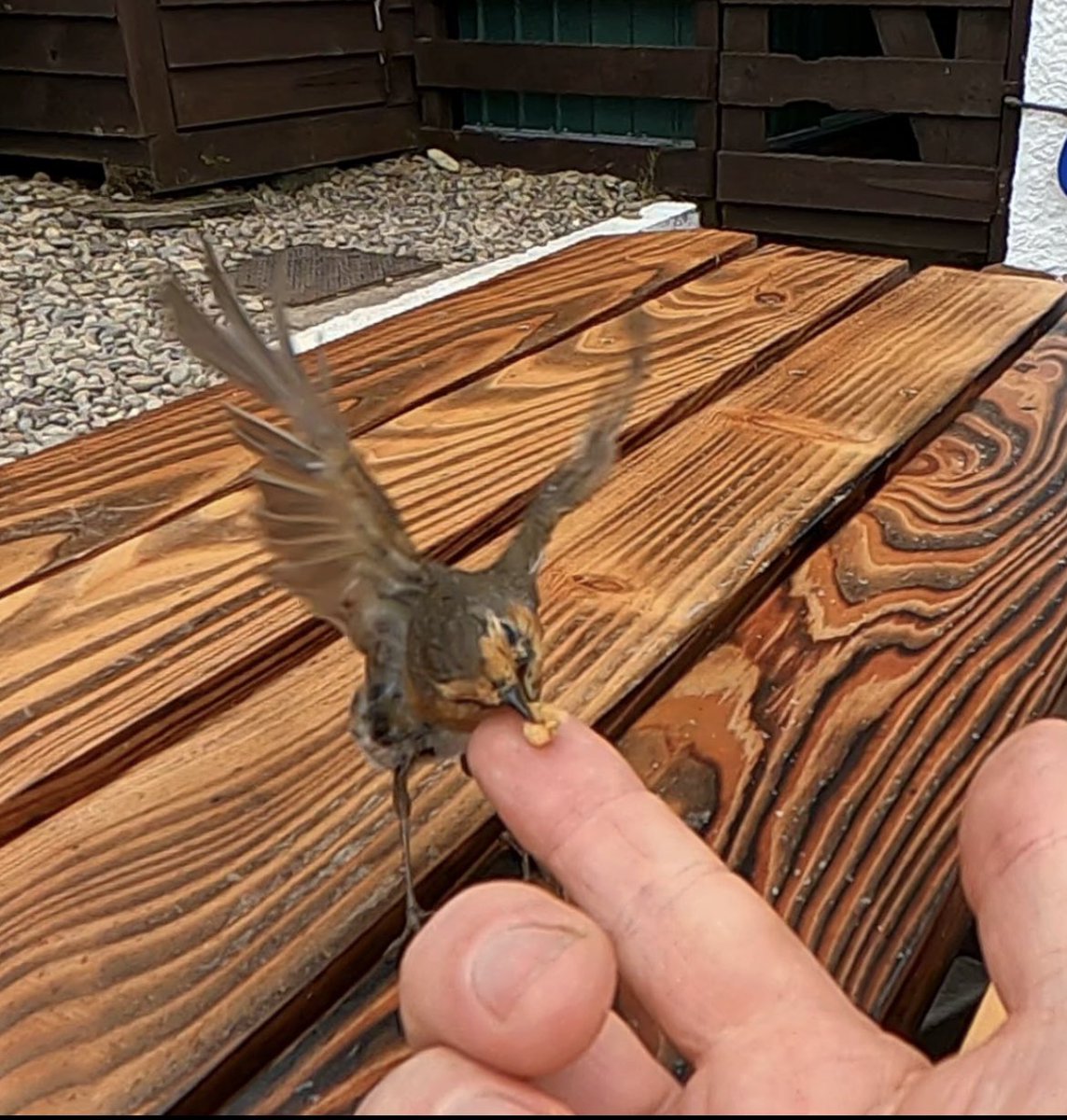 flashover788's tweet image. Hand feeding this fabulous little #Robin on #Arran🏴󠁧󠁢󠁳󠁣󠁴󠁿 @BBCCountryfile @BBCSpringwatch @BBCScotlandNews