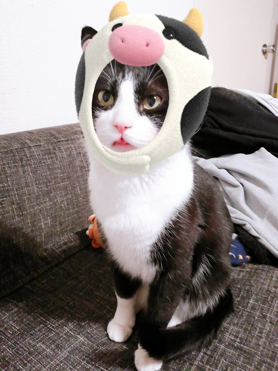 CHIIkun_cat's tweet photo. 今日は牛 https://t.co/netxvgyRRe
