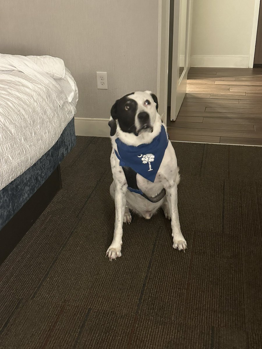 Erin Barker (@mrsbarker0524) on Twitter photo Rocket wondering if itโs time to get back in the car for the second half of the road trip to South Carolina. ๐ #SummerVacation #Dogs <a href="/johnbarker78/">John Barker</a> Rocket wondering if itโs time to get back in the car for the second half of the road trip to South Carolina. ๐ #SummerVacation #Dogs <a href="/johnbarker78/">John Barker</a>