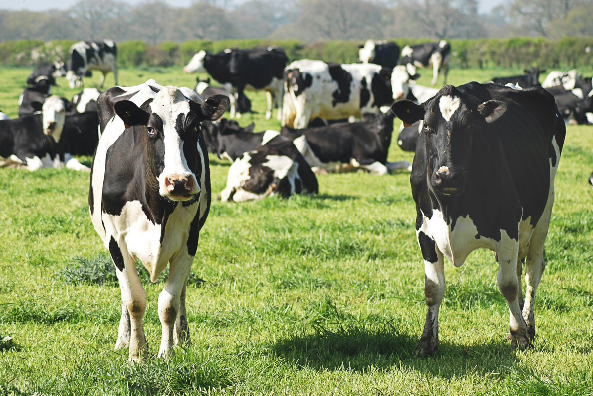 Did you know that July 12 is #NationalCowAppreciationDay?

Hundreds of VEDA’s borrowers are a part of Vermont’s robust agricultural and dairy industries.

Let’s take a moment to celebrate these amazing animals who provide us with fresh milk, cheese and so much more!