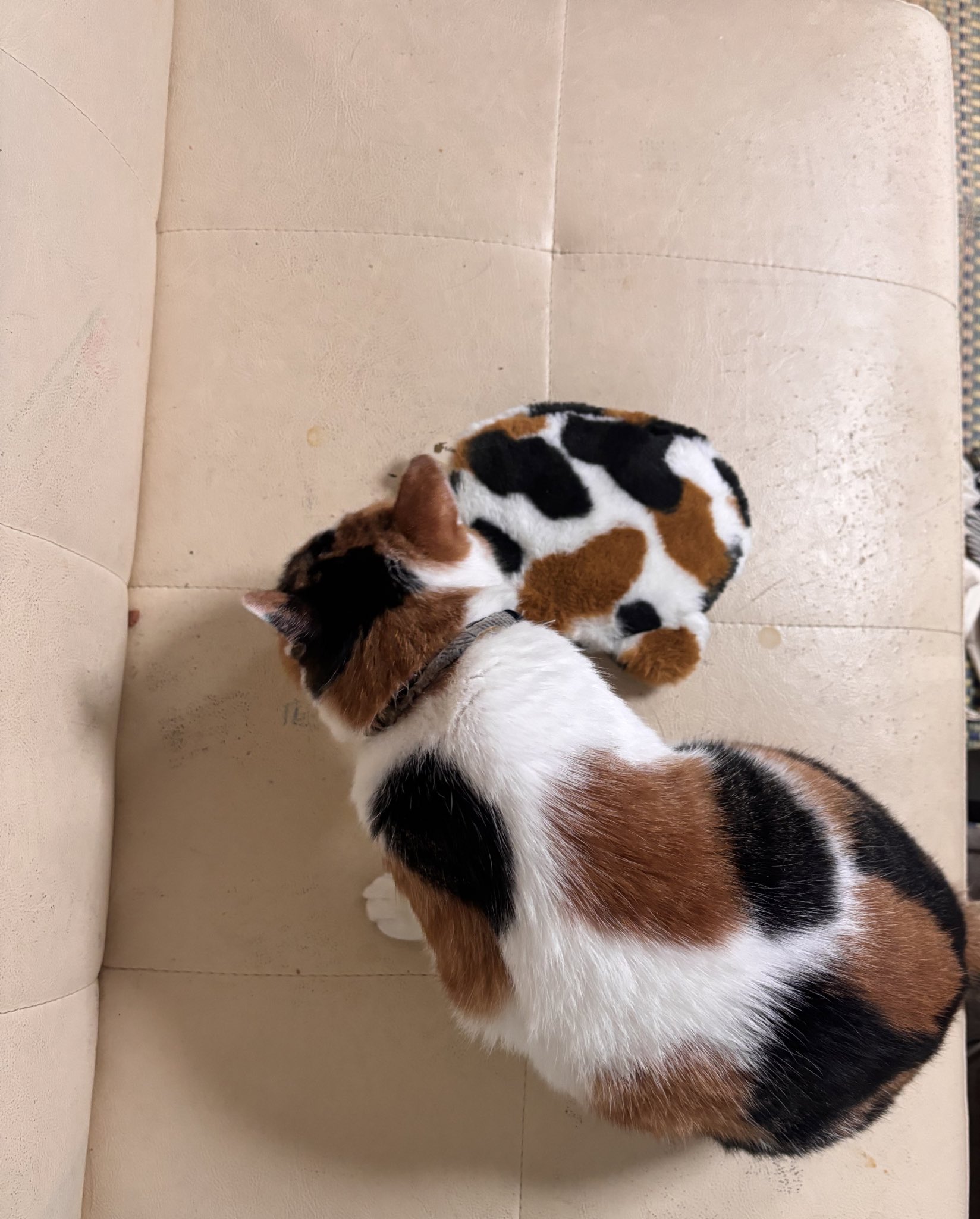 深谷かほる「夜廻り猫」11巻 on X: 