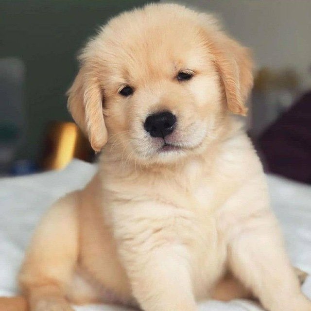 BullishChaddd's tweet image. All Solana brothers need a cute dog

$SAMMY