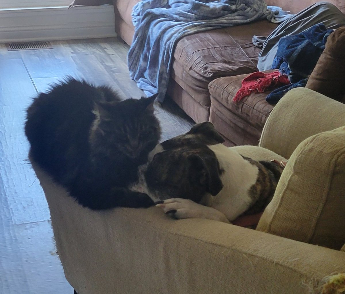 Blue and Daisy love each other so much