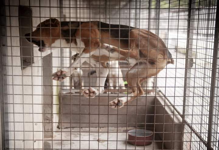 SilviaMylo's tweet photo. Esto es indecente horrible, después de haber estado en una familia 😢 💔
Copio :

No tengo palabras para está DOLOROSA y TRISTE, muy triste imagen, él es TAQUER, fue ABANDONADO por su " familia " después de 4 años, el motivo, nos separamos y NO podemos llevarlo, así se pasa la mayor parte del día.. Duele y mucho 🥺

Se ha vuelto muy desconfiado y miedoso, un día morirá, no soporta la JAULA, pero NO hay manos para tantos perros y gatos 💔

Contacto: Progape Ourense ( Galicia, España ))progapeourense@hotmail.com Tlf: 988 21 29 39...RECOGER en la Prote...

TAQUER está a punto de cumplir los 5 años. Llegó a la prote de bebé, después de un maltrato, y fue adoptado por una familia que después de más de 4 años conviviendo con él decidió devolverlo a la protectora. Taquer no lo pasó nada bien, le encanta estar con gente, en los patios se estresa muchísimo y no puede estar, pero en la jaula se vuelve loco. No para de dar vueltas y saltar....
¿ Serás tú su familia ?? 😥
🥀Protectora de Gatos y Perros de Ourense Tlf: 988 21 29 39 Ctra de Eiroás s/n. De lunes a domingo de 11 a 13 y de 17 a 19h progapeourense@hotmail.com