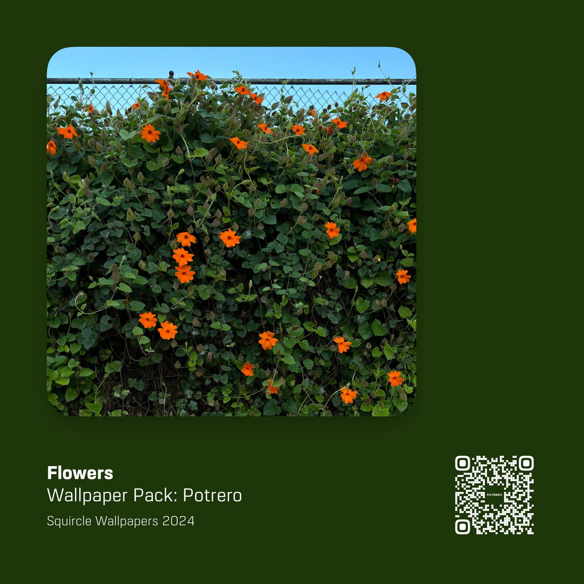 Squircle Wallpapers tweet media