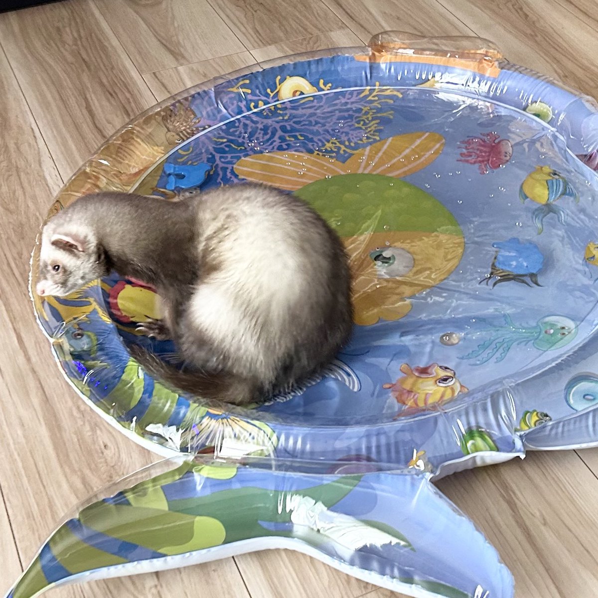 フェレットグッズ