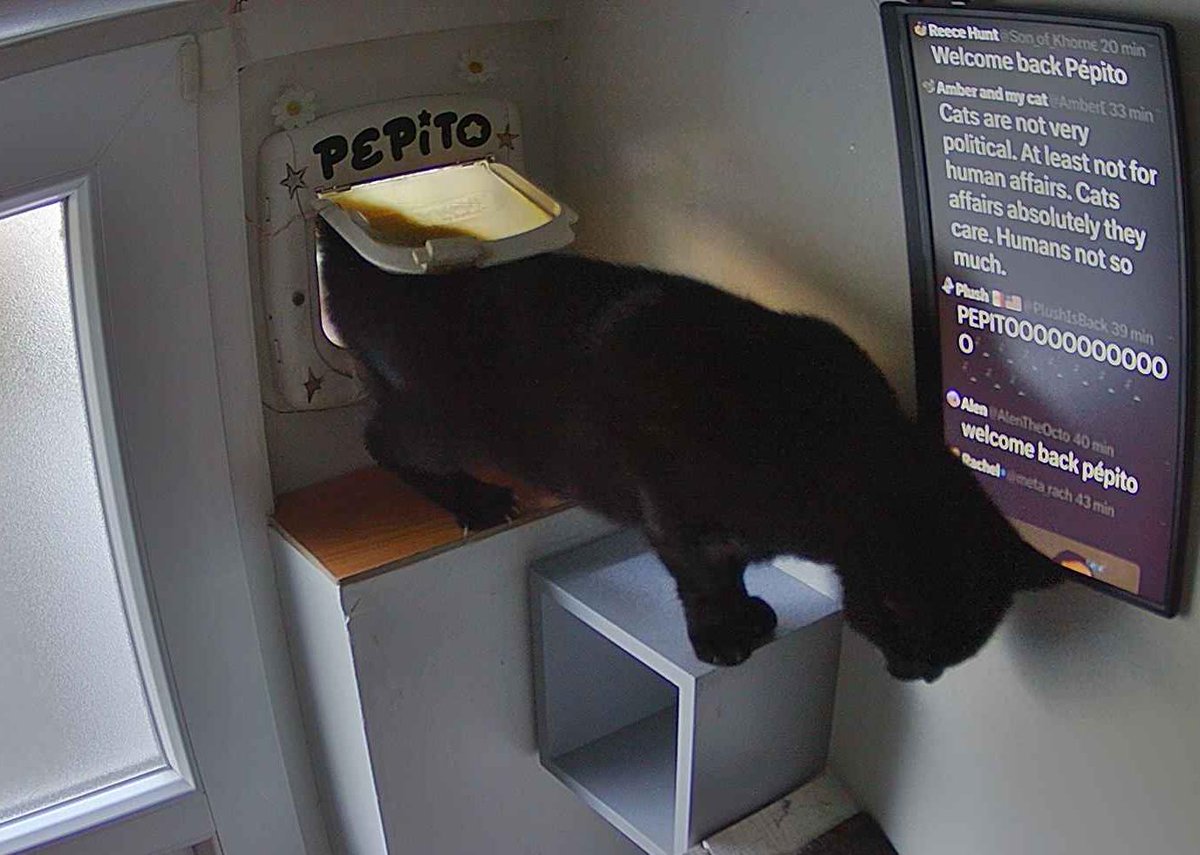 PepitoTheCat's tweet photo. Pépito is back home (06:53:47) https://t.co/QIlSapykX7