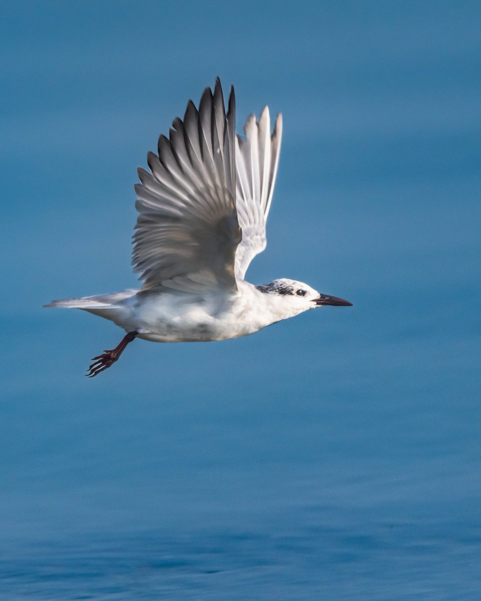 vishalswildlife's tweet photo. Graceful flight of Whiskered Tern 🕊️
#birdphography #birdTwitter #twitterbirds #birdpics #birdsoftwitter #nature #naturephotography #IndiAves #TwitterNatureCommunity #dailypic #wildlifephotography #wildlife #birdsseenin2024 #birdwatching https://t.co/QT8ukIoUXf