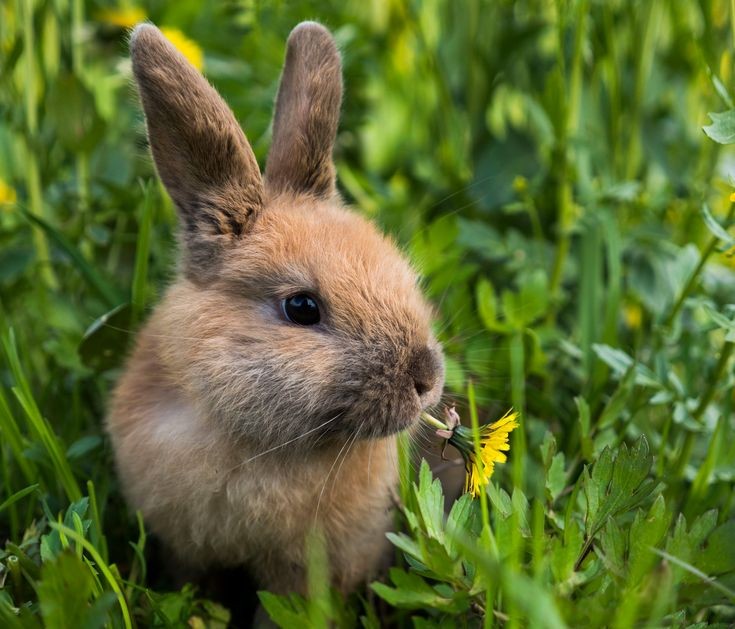 mycelticmoon's tweet photo. 🐇 https://t.co/5N7DOKPdzb
