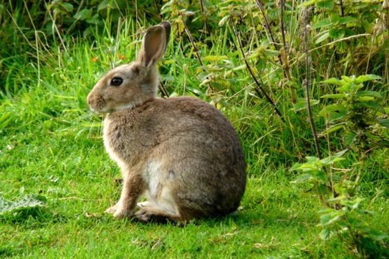 mycelticmoon's tweet photo. 🐇 https://t.co/5N7DOKPdzb
