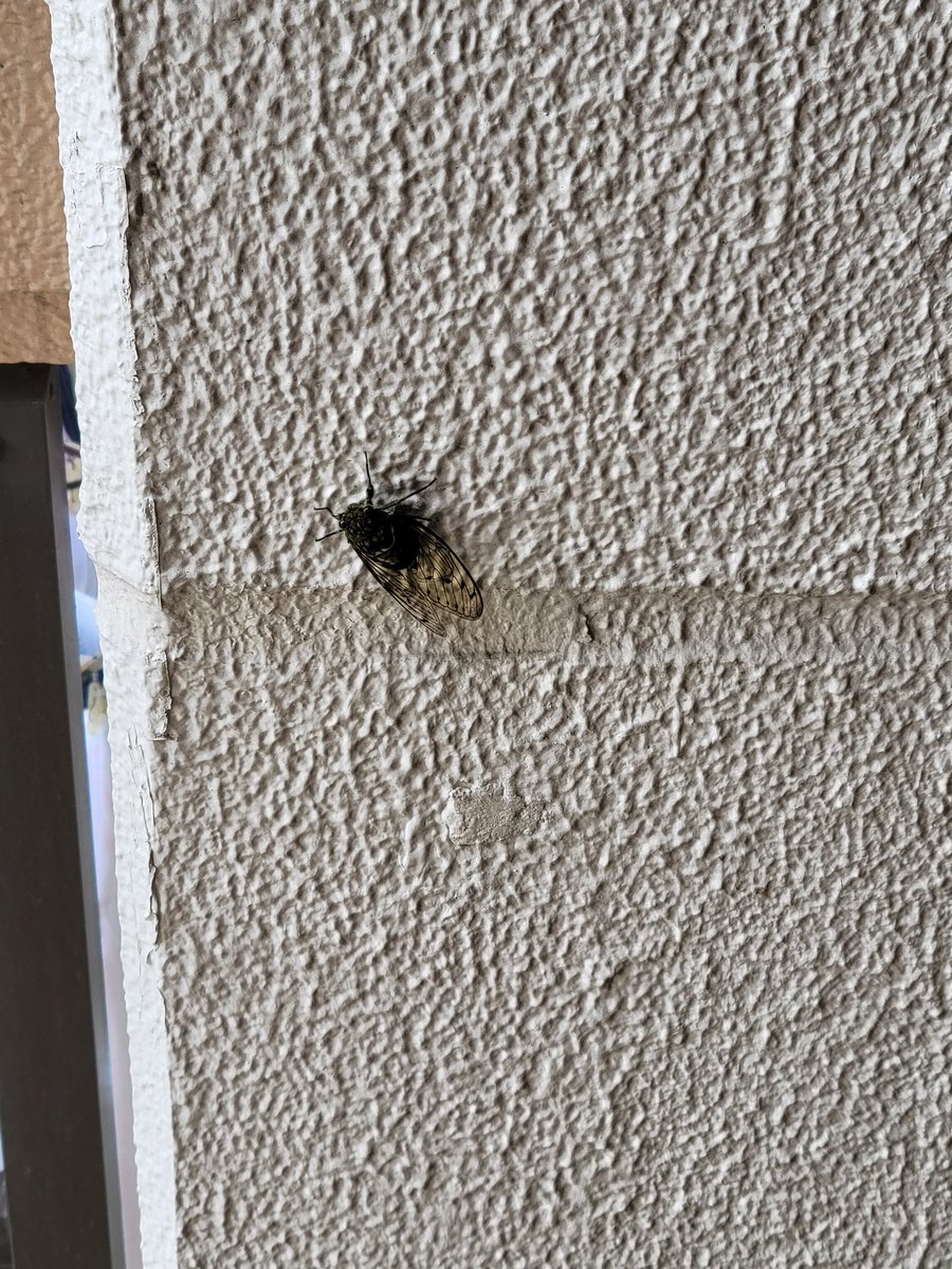 梅雨☔🐌があけないのに、蟬(せみ)の声が聞こえました😌
今年も暑い夏が来ます！😆☀️🌊🍉