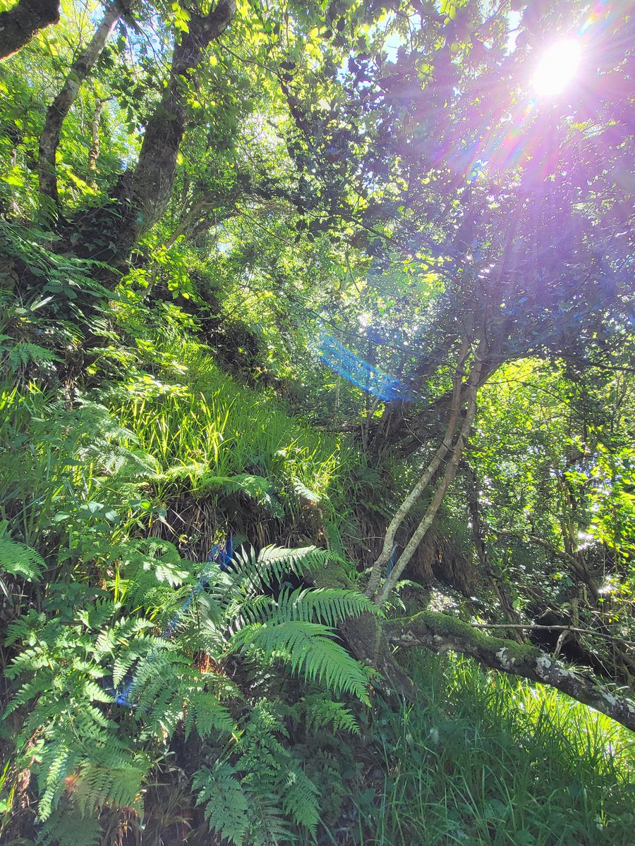 IrishRainforest's tweet image. In over 15 years rewilding 30 acres, I've never once felt it was too much  physically.

But the moments I've been close to overwhelmed by the resulting magic and wonder have honestly been countless.

Like finding the key to an enchanted dreamworld, but in real life. 🌏