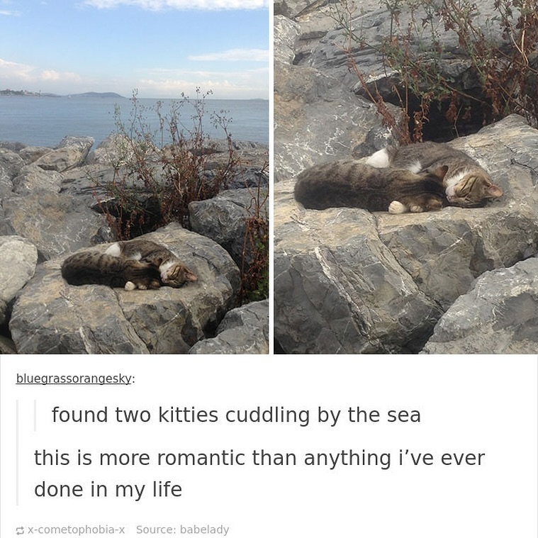 Punch Cat (@punchingcat) on Twitter photo 