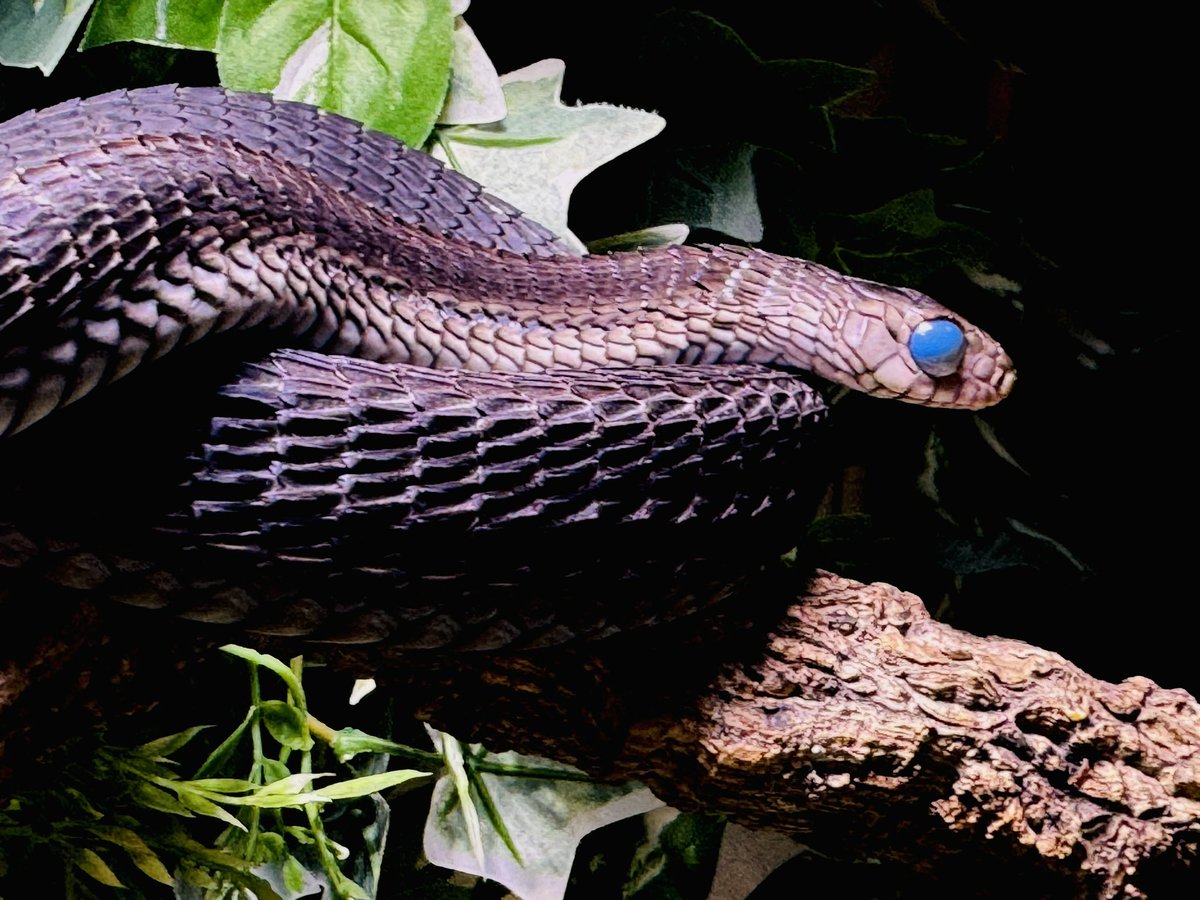OhshimaSaya's tweet photo. ๅฎ็ณใฎใใใช็ฎใๅฅฝใ๐
โฐ(*ยด๏ธถ`*)โฏโก
#thrasopsoccidentalis
#snakeshed https://t.co/pmjhExVXZQ