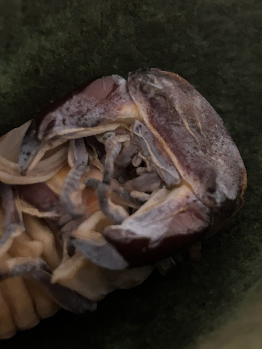 ホプイYX羽化間近