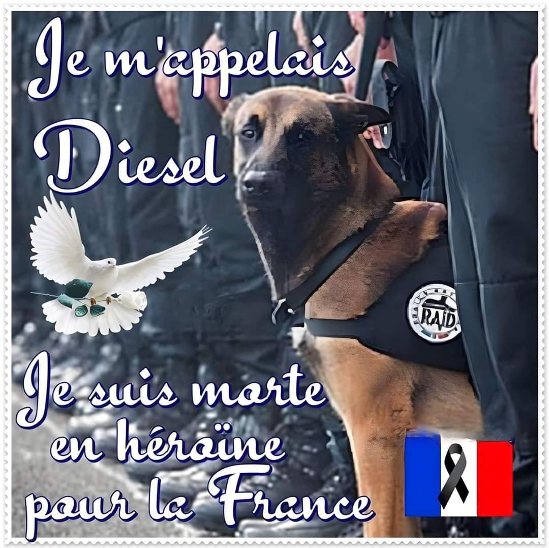 1 Gros ❤️ pour Diesel, on ne t'oubliera jamais 🥺