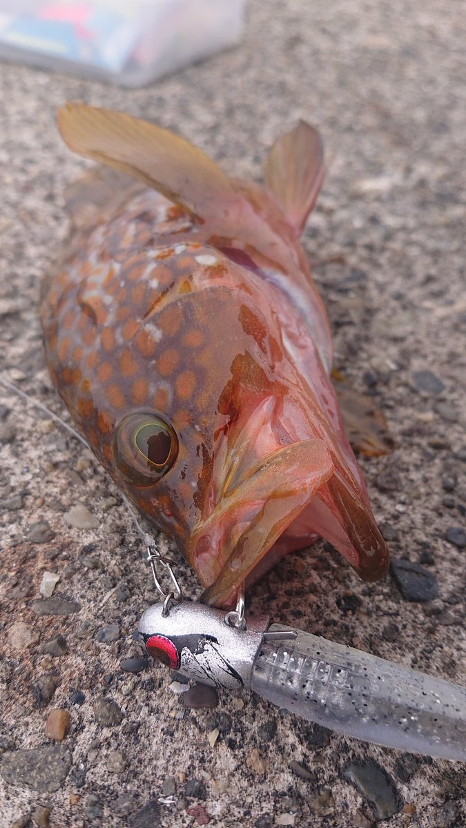 bukkun0706's tweet photo. 夏のキジハタ祭り https://t.co/KUID5GwbAN