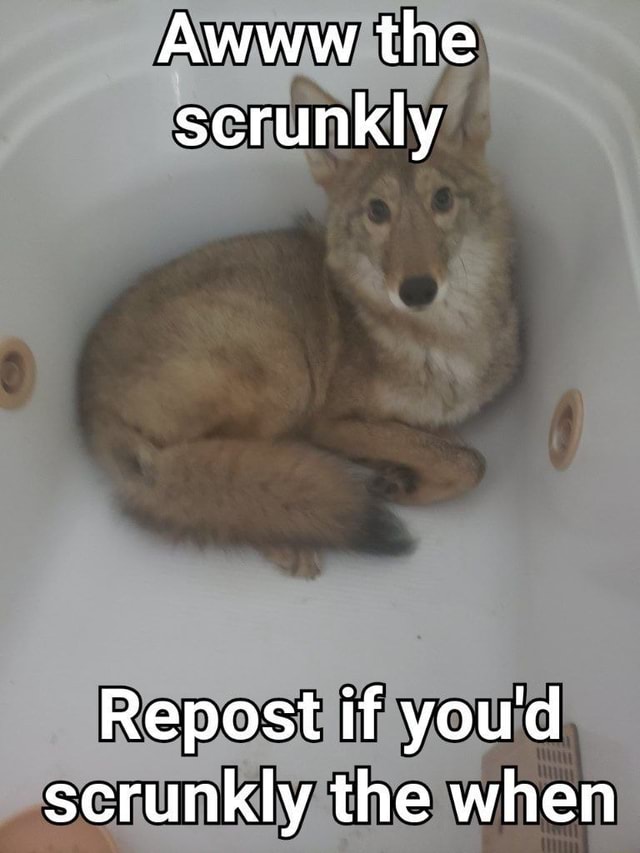 KINGSH3P's tweet image. 