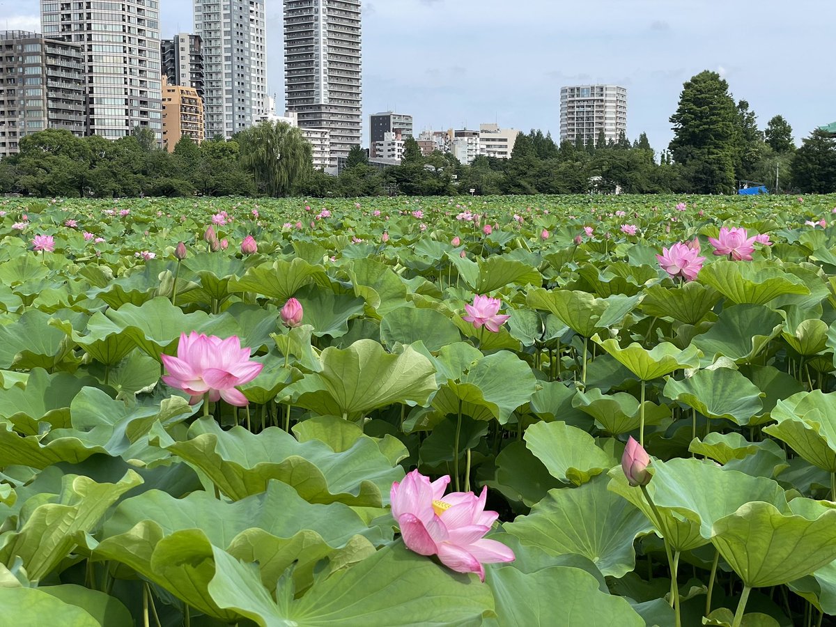 水彩画 　上野公園　　不忍池　　蓮 上野・不忍池のハスをスケッチ : カズヨシのアトリエ