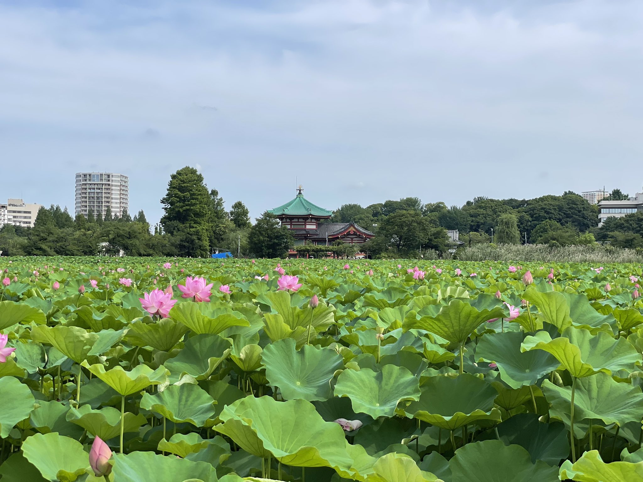 水彩画 　上野公園　　不忍池　　蓮 水彩画 上野公園 不忍池 蓮 （水彩画 上野公園不忍池蓮）