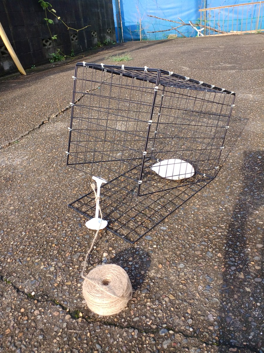 ako_ARK's tweet photo. 昨日、即席の猫用トラップを自作しました。
結束バンド、樹脂粘土、麻ひもや工具など、
家にあったものを除くと¥600で作れた！
【買ったもの】ダイソー：ワイヤーネット6枚

#地域猫 #保護猫 #野良猫 #地域猫活動 #TNR
#動物捕獲機 #小動物捕獲機 #捕獲機 #DIY #猫 https://t.co/GdJv5XWQAQ