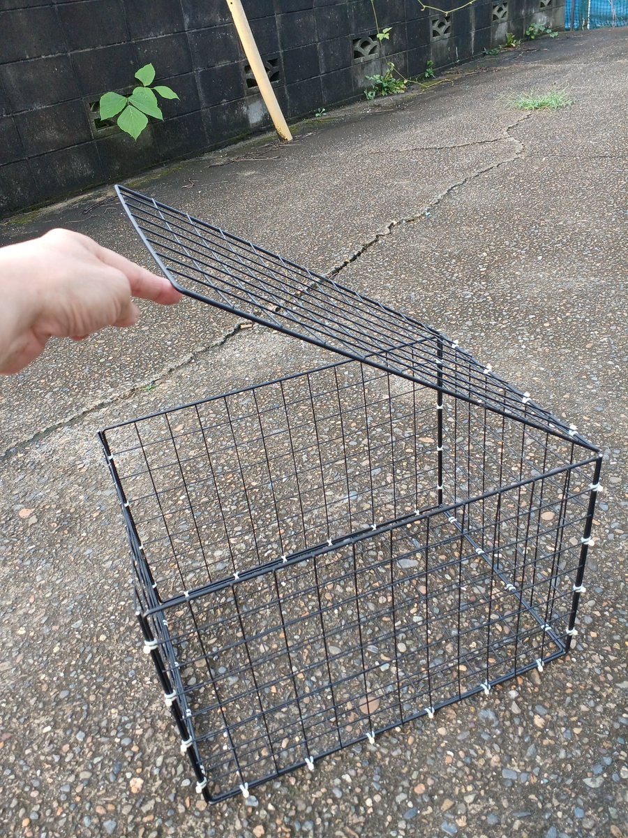 ako_ARK's tweet photo. 昨日、即席の猫用トラップを自作しました。
結束バンド、樹脂粘土、麻ひもや工具など、
家にあったものを除くと¥600で作れた！
【買ったもの】ダイソー：ワイヤーネット6枚

#地域猫 #保護猫 #野良猫 #地域猫活動 #TNR
#動物捕獲機 #小動物捕獲機 #捕獲機 #DIY #猫 https://t.co/GdJv5XWQAQ