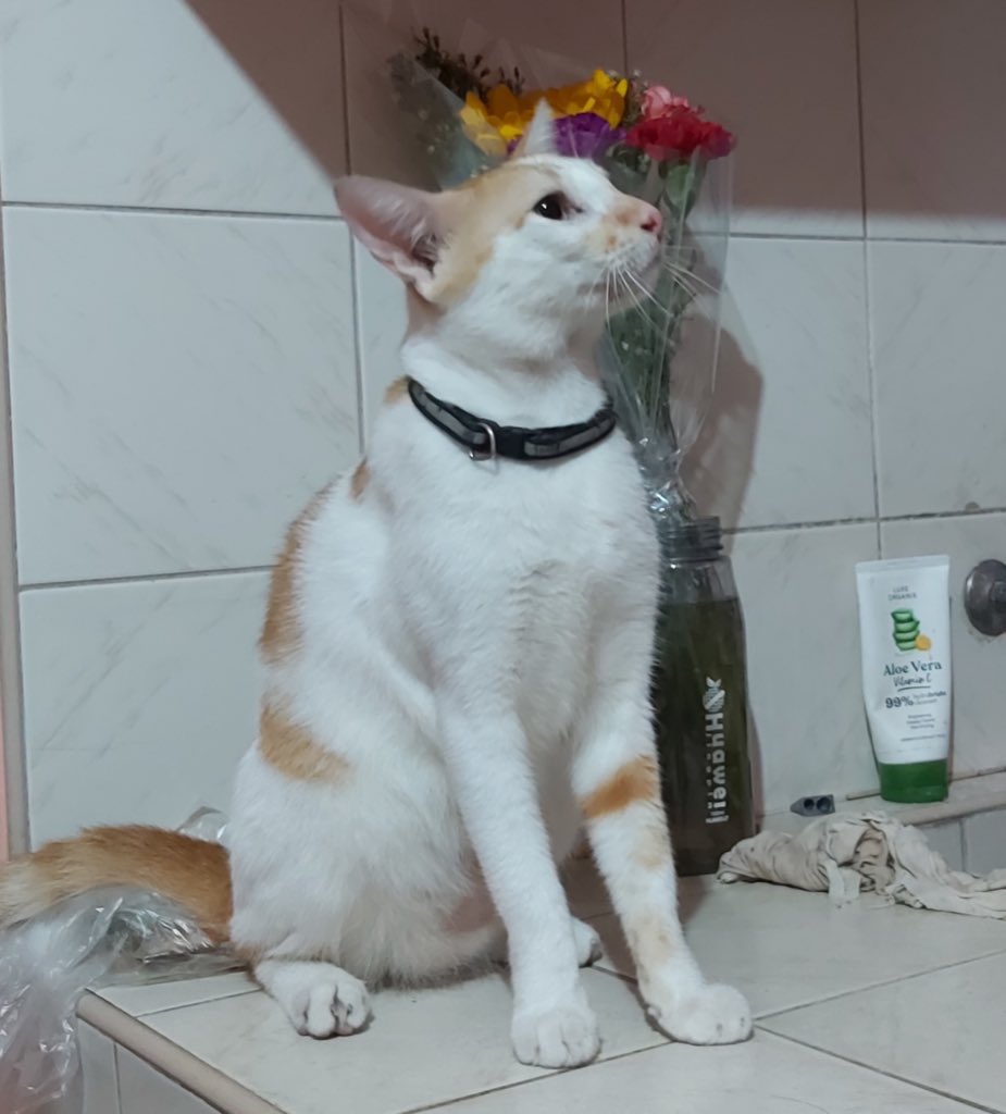 yoonminsells's tweet photo. Hello everyone. 
I rarely show up here anymore, but I am knocking on your kind hearts, our precious boy (Dodong) died yesterday. 

And due to financial issues we weren’t able to bring him to get treated, all we knew was he had kidney failure on his last minutes. + https://t.co/jrrrhD7YdB
