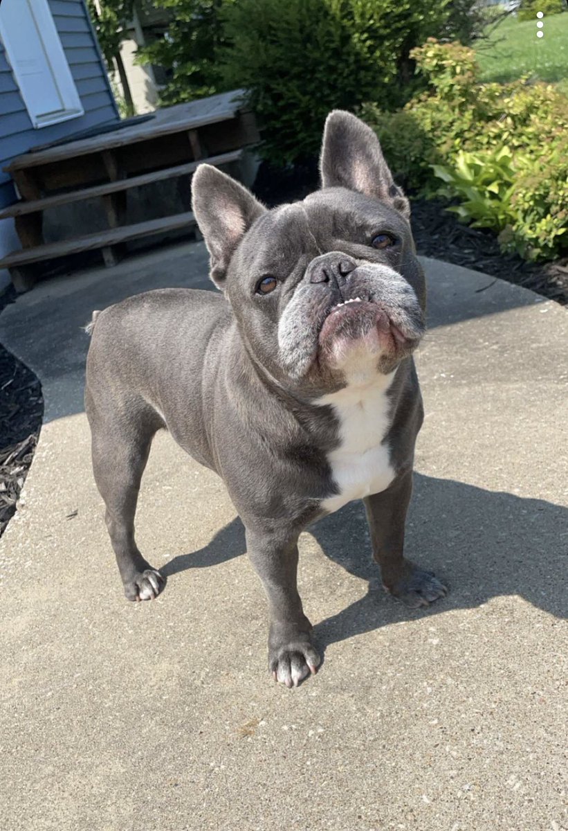 z_short's tweet photo. These teeth are for treats — Kevin https://t.co/RwUGERc0Eh