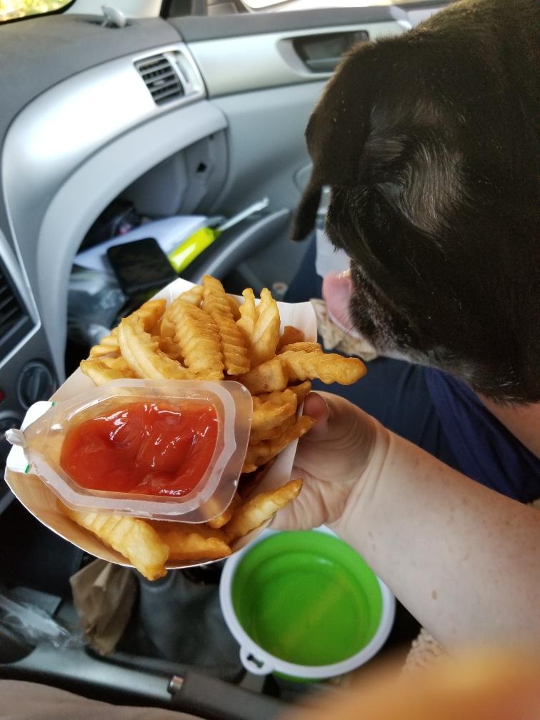 MisterPemberto1's tweet image. It should be a National Holiday!!🍟🍟🍟🍟🍟 #FrenchFryDay #NationalFrenchFriesDay #frenchfry @HeyWhatDay #puglife #pugs #pugsoftwitter #dogsoftwitter #mainedogs #tripawd #seniordogs