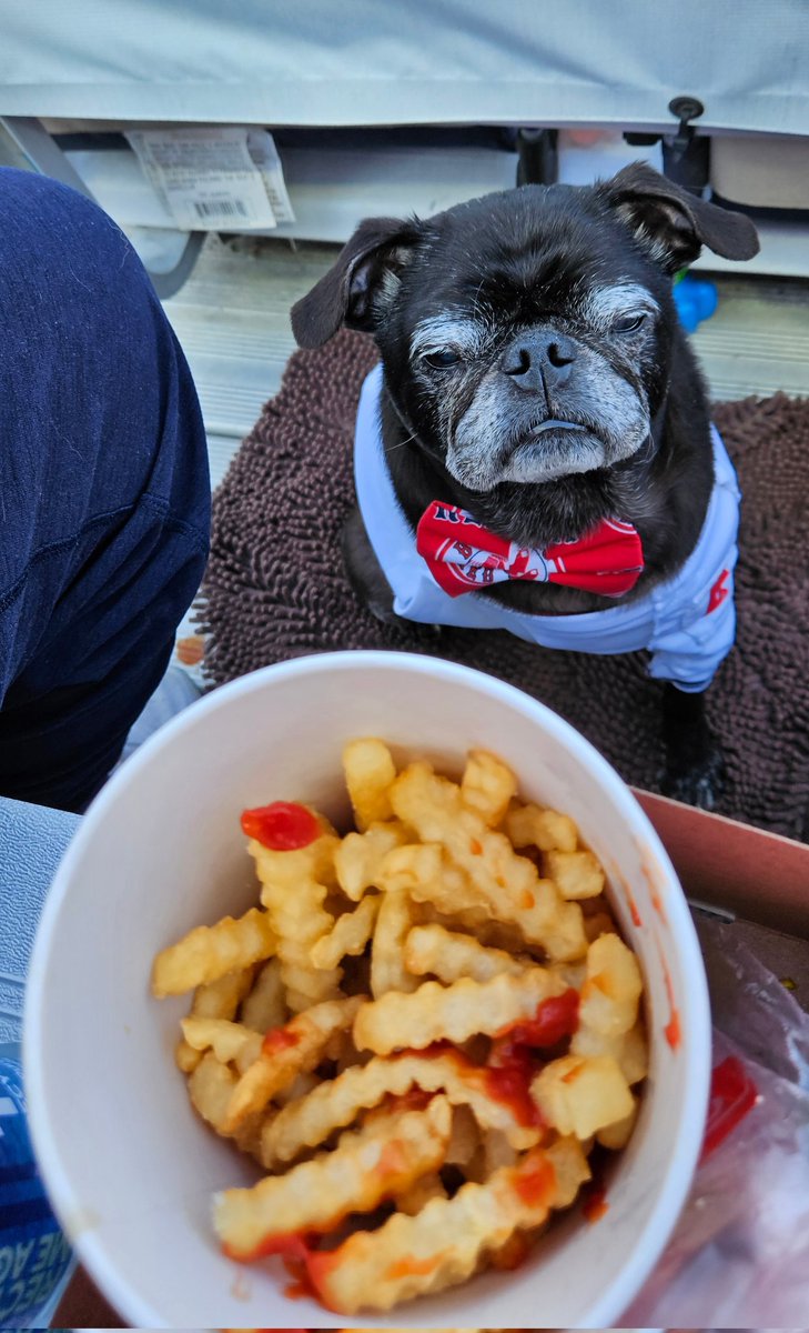 MisterPemberto1's tweet image. It should be a National Holiday!!🍟🍟🍟🍟🍟 #FrenchFryDay #NationalFrenchFriesDay #frenchfry @HeyWhatDay #puglife #pugs #pugsoftwitter #dogsoftwitter #mainedogs #tripawd #seniordogs