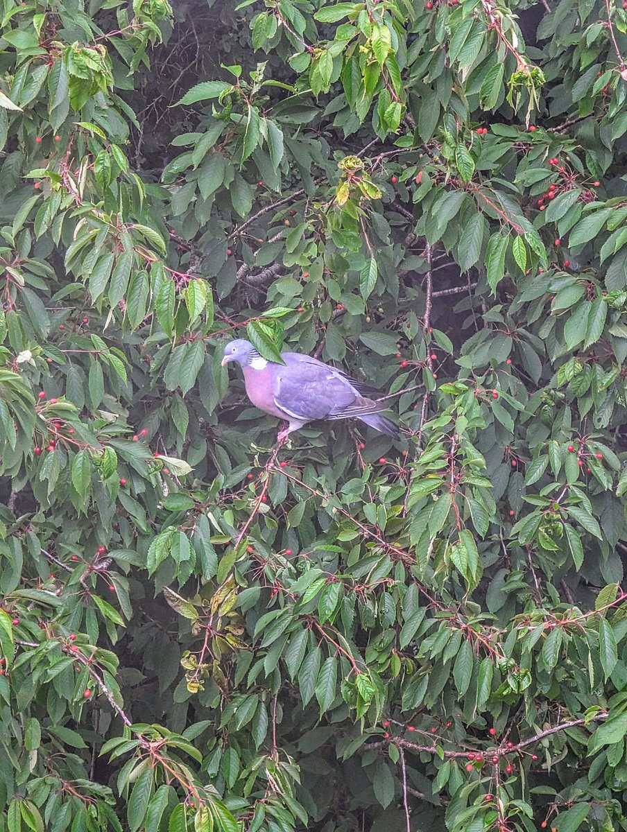 Wood Pigeon in Wild Cherry Tree 📷 #NaturePhotography