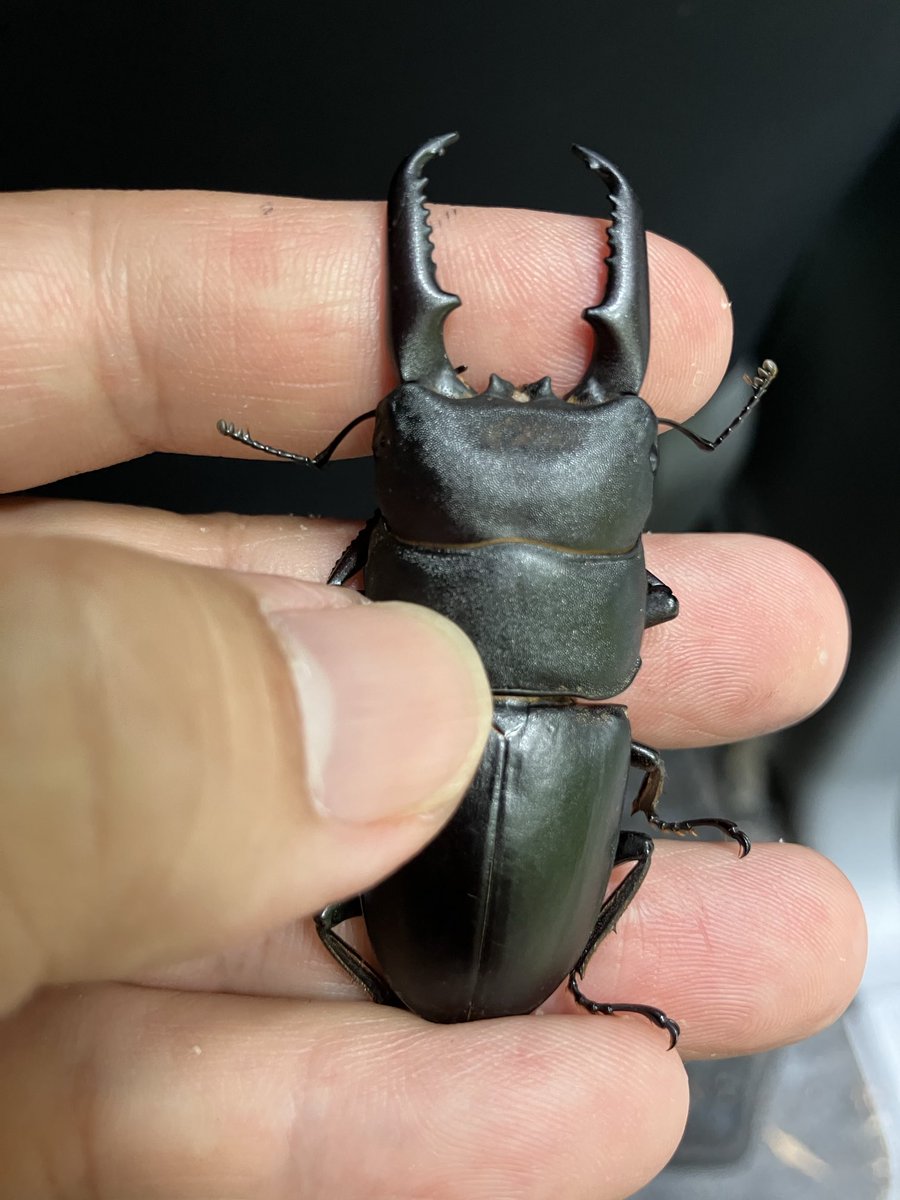 吉田屋 (@yoshidaya21) / Posts / X