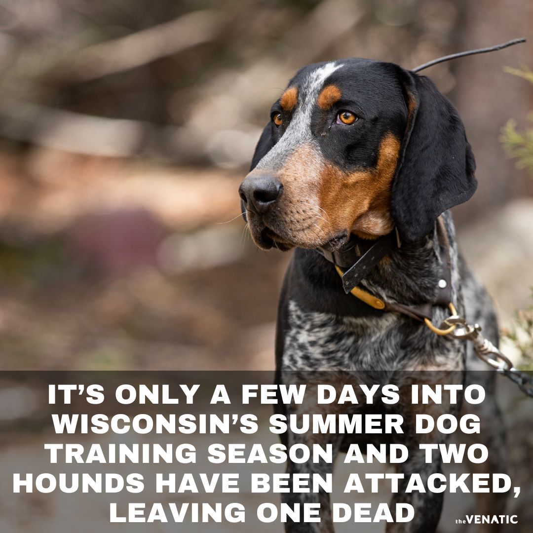 venaticmedia's tweet photo. It only took a couple of days to get the training season underway before two dogs were brutally attacked by wolves in Wisconsin. In two separate incidents, hounds were training on live bear sign and were knocked off their feet...

Full story and more  ➡️ https://t.co/e39XuMLGJQ https://t.co/OvGlOmrlNn