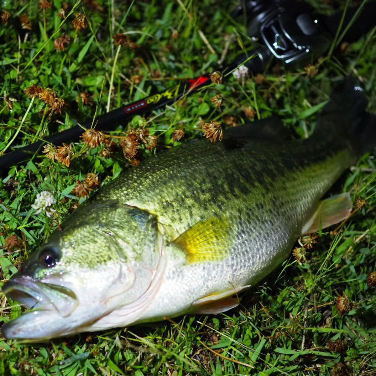 baitjunky2013's tweet photo. 昭和のテキサススタイル。
ドンアイビーノによろしく。
月光8"
3/16oz Texasrig
#texasrig
#falconrods
#リザードワーム
#琵琶湖
#奥琵琶湖
#湖北 https://t.co/jau7Y0rEzx