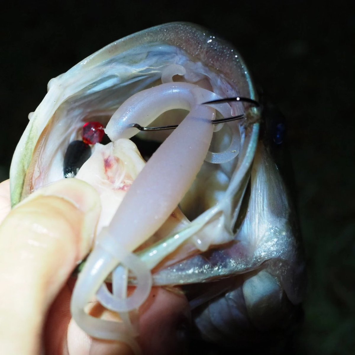 baitjunky2013's tweet photo. 昭和のテキサススタイル。
ドンアイビーノによろしく。
月光8"
3/16oz Texasrig
#texasrig
#falconrods
#リザードワーム
#琵琶湖
#奥琵琶湖
#湖北 https://t.co/jau7Y0rEzx