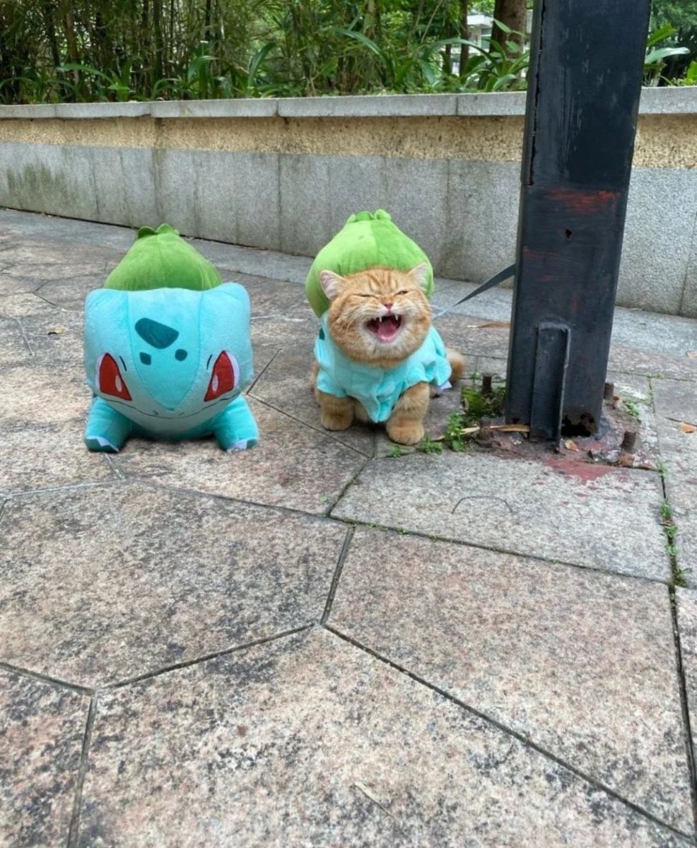Gekikawa_Dbts's tweet photo. フシギダネが2匹現れた https://t.co/W3LvDTOL9J